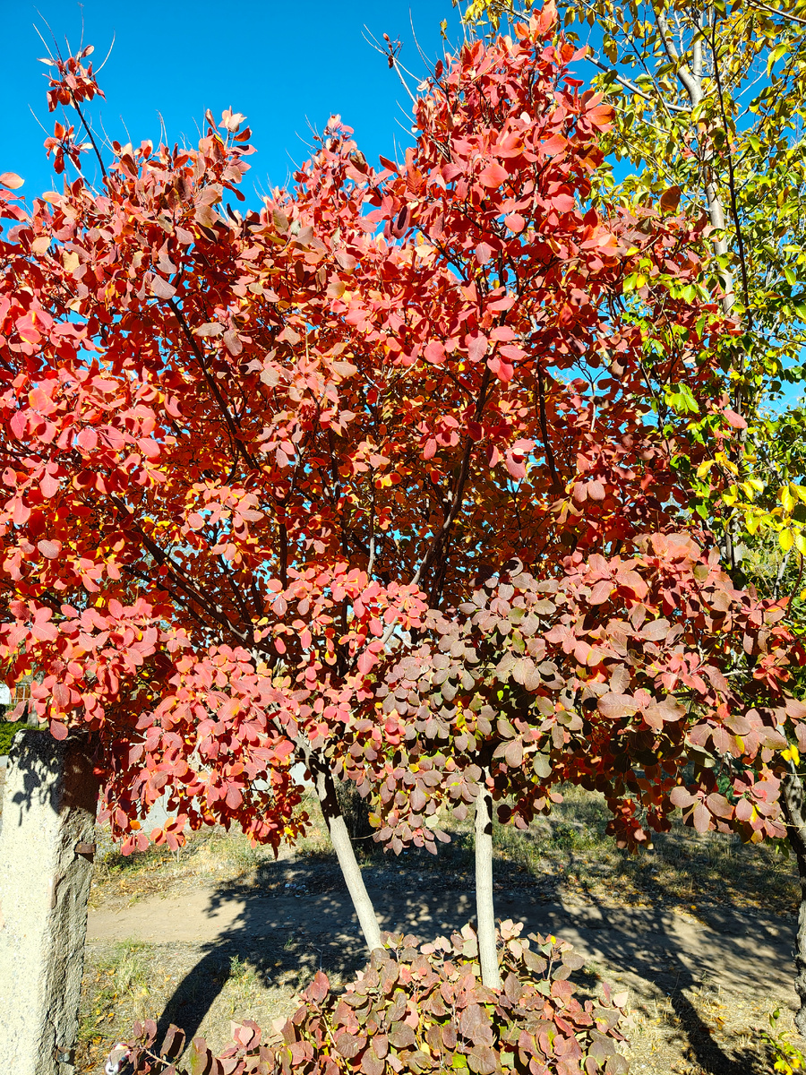 Как два колышка проросли