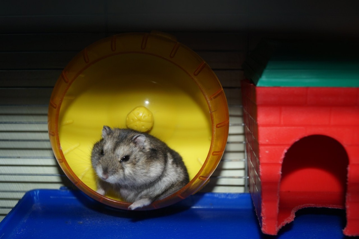 Отец тех хомячков из статьи,  любил грызть свой дом