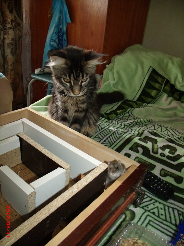 2012 год Хомячок и кошка. Хомяка она не съела