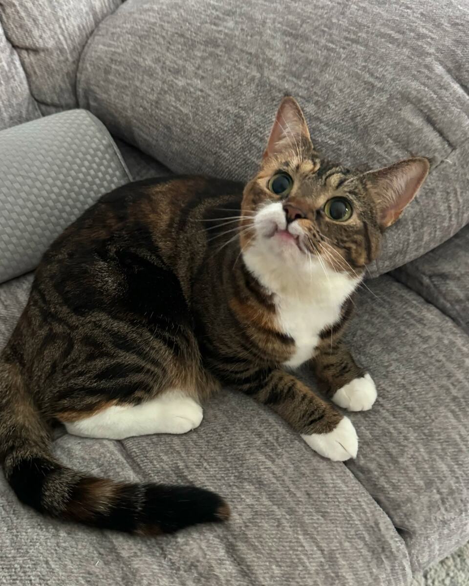 Беззубая звезда