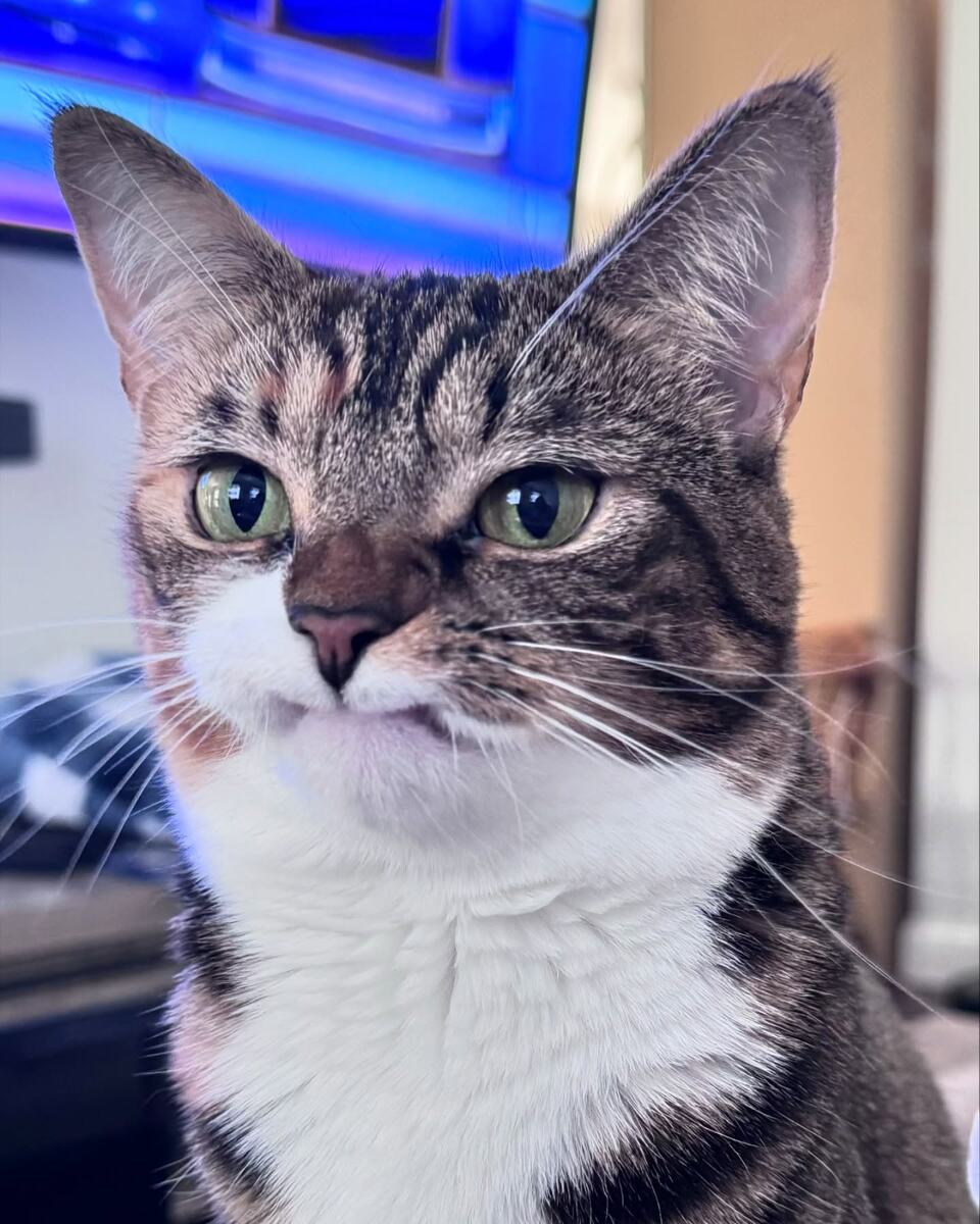 Прешес не корчит мордочку