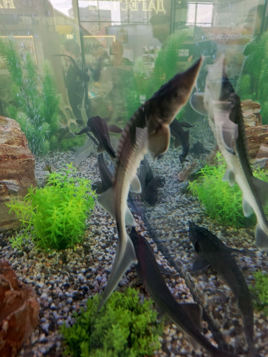 это ещё крупные довольно, а в соседнем были прям с палец длиной