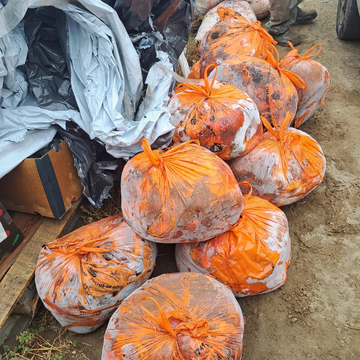 бараний ливет, легкие, сердца и печень