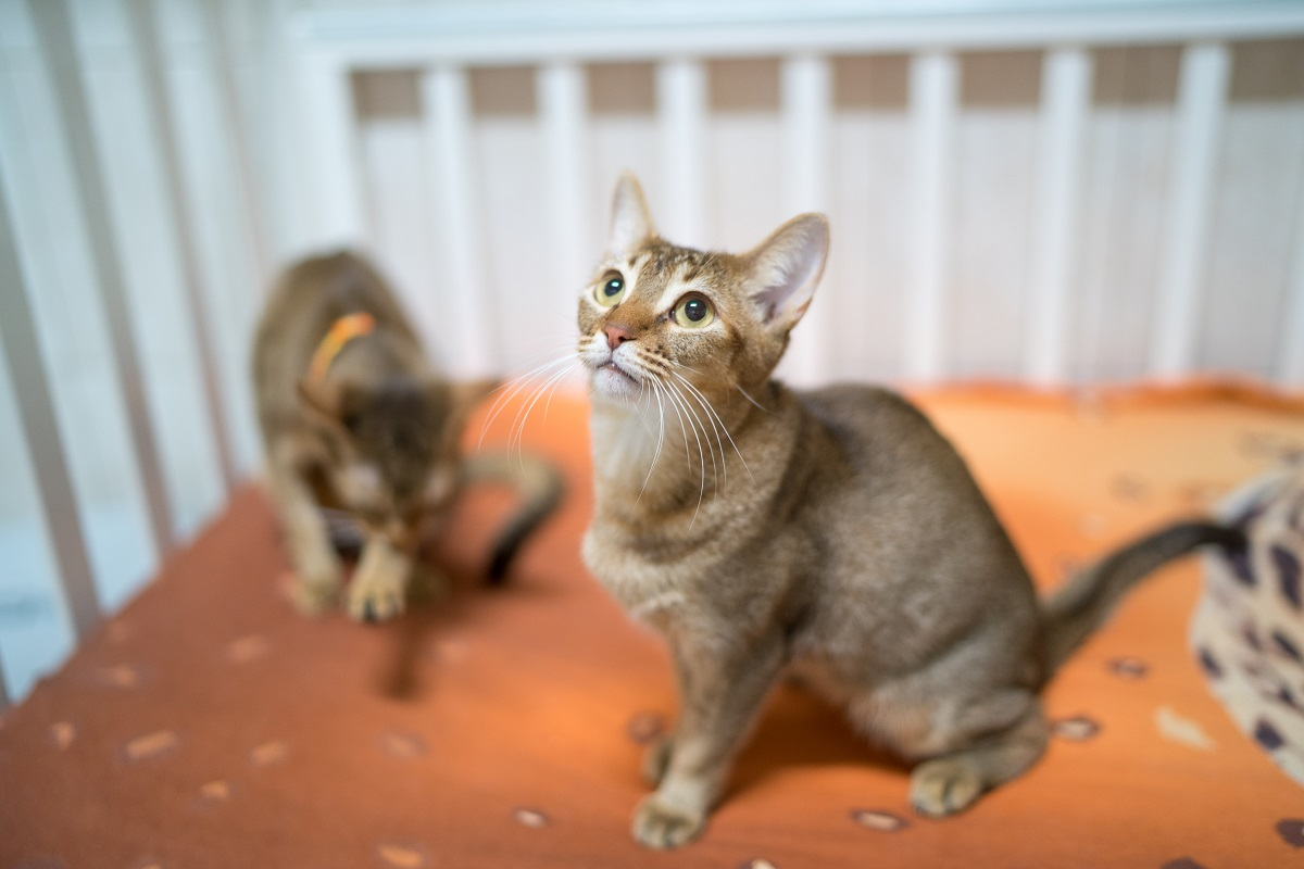 Фото: Александр Плонский / «ВиЖ»