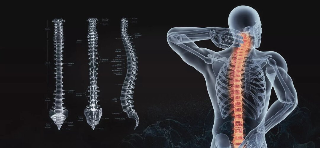 Как здоровье позвоночника влияет на весь организм