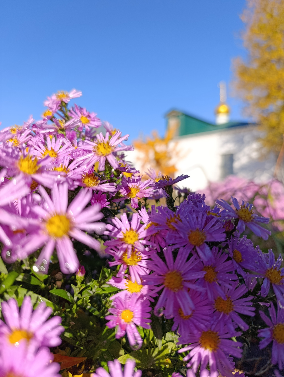 На Покров на юге уже много лет тепло. Фото автора.