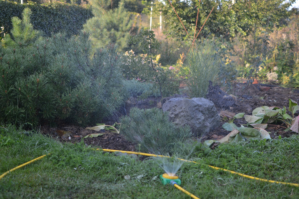 Горная сосна с первой фотографии - слева. Перед ней - еще одна, новая, посадки прошлой осени. Разбрызгиватель отливает только что поделенные баданы