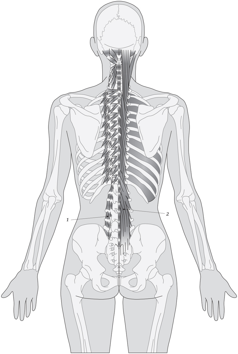 1 - левая сторона позвоночного столба, малые постуральные мышцы. 2 - правая сторона позвоночного столба, большие постуральные мышцы