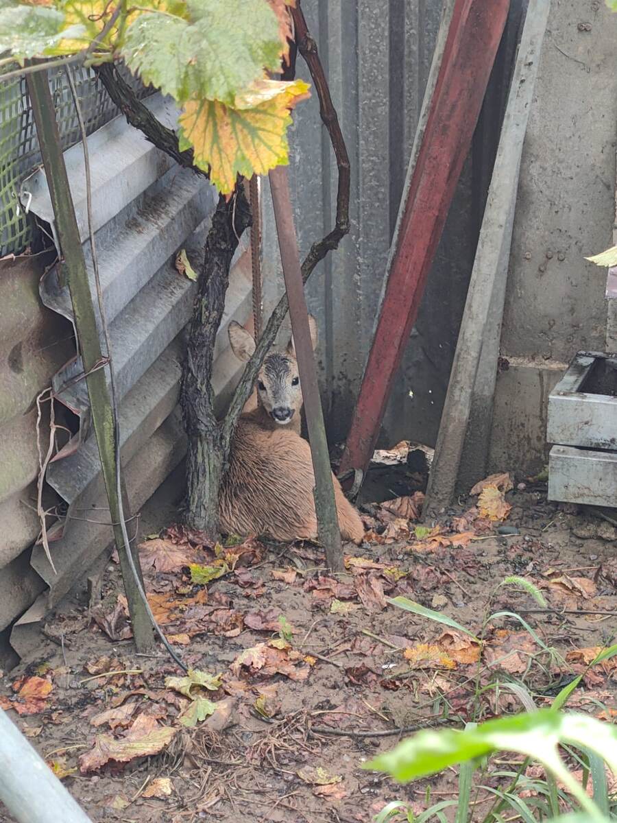    Фото:Фото: пресс-служба Сочинского национального парка