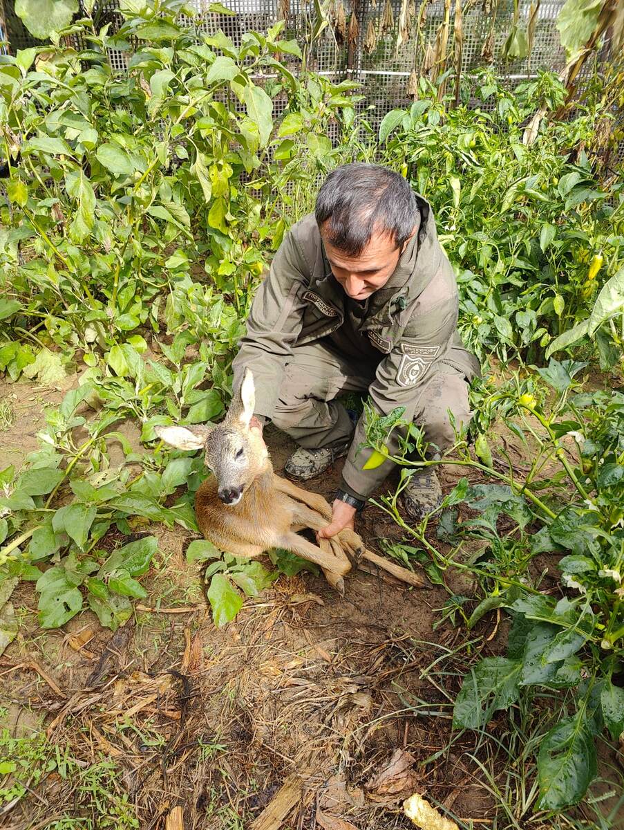    Фото: пресс-служба Сочинского национального парка