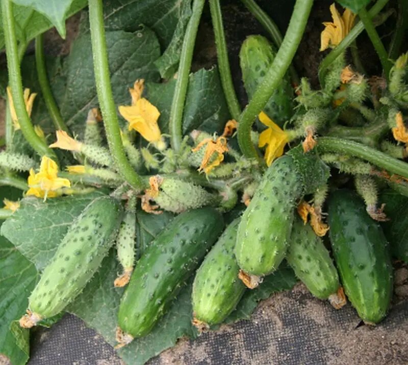 Крепкие огурчики