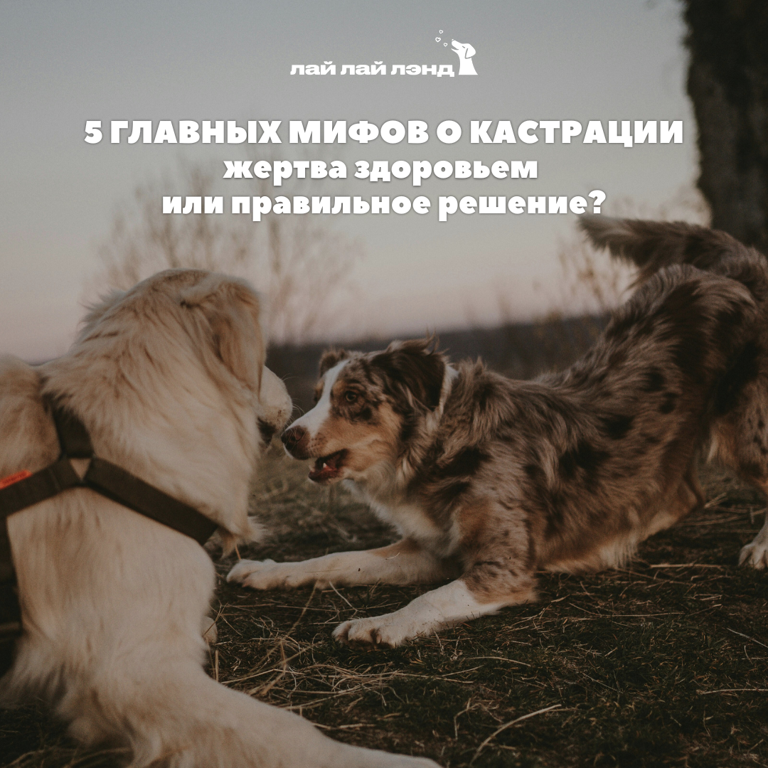 Лай-Лай Лэнд: cамое доброе комьюнити, где собаки — часть семьи 💙
