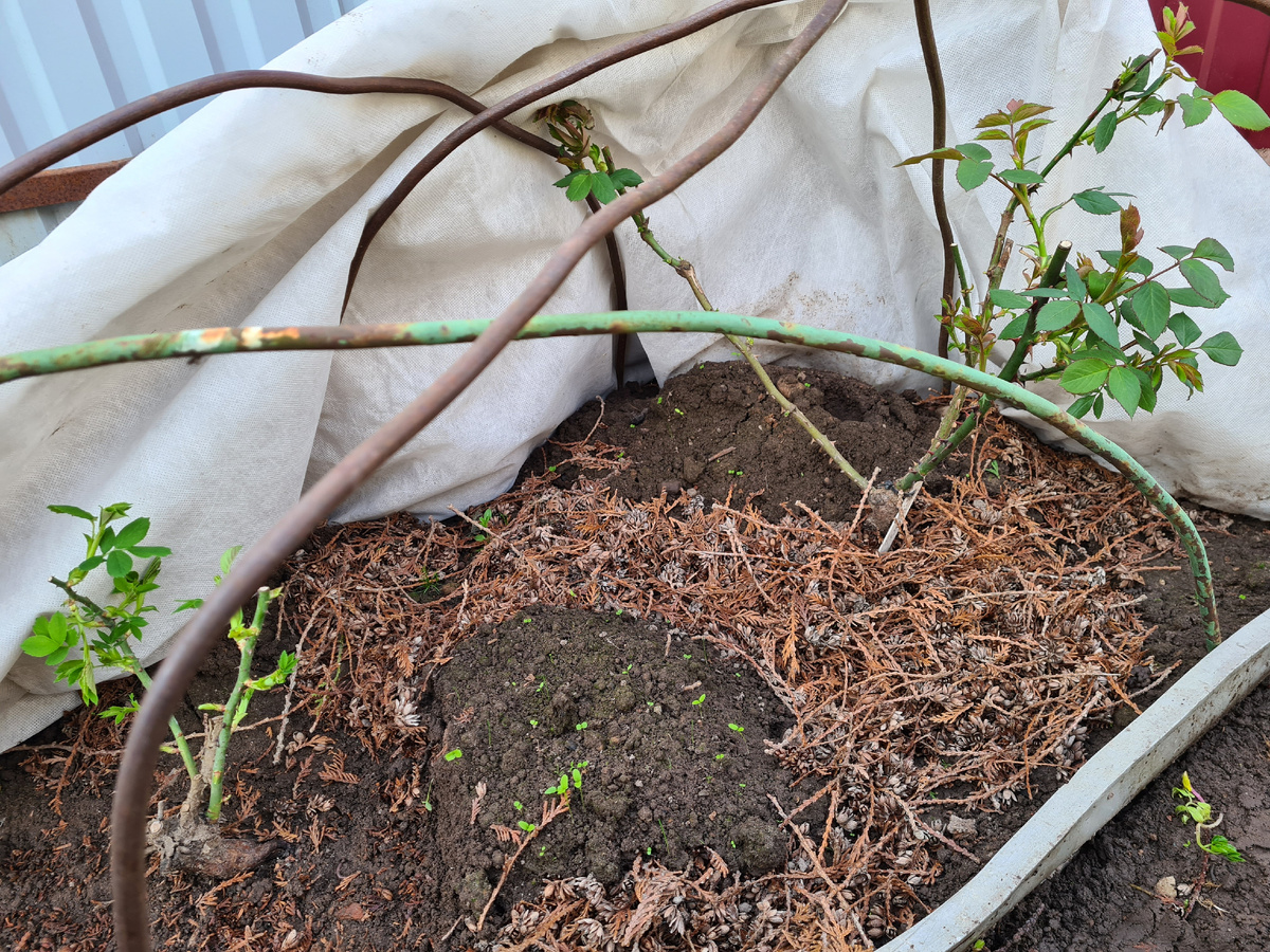 Весной розы под укрытием раньше начинают расти. Фото из личного архива.