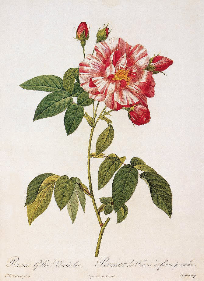 Rosa gallica. French Rose “Versicolor”