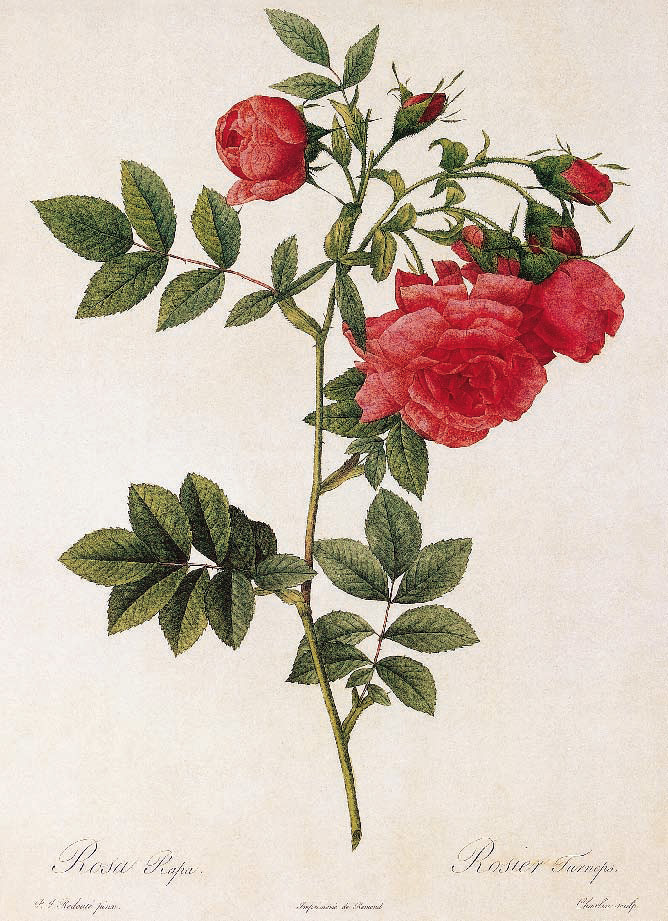 Rosa rapa (Flore semipleno). French Rose “Rose d’Amour”