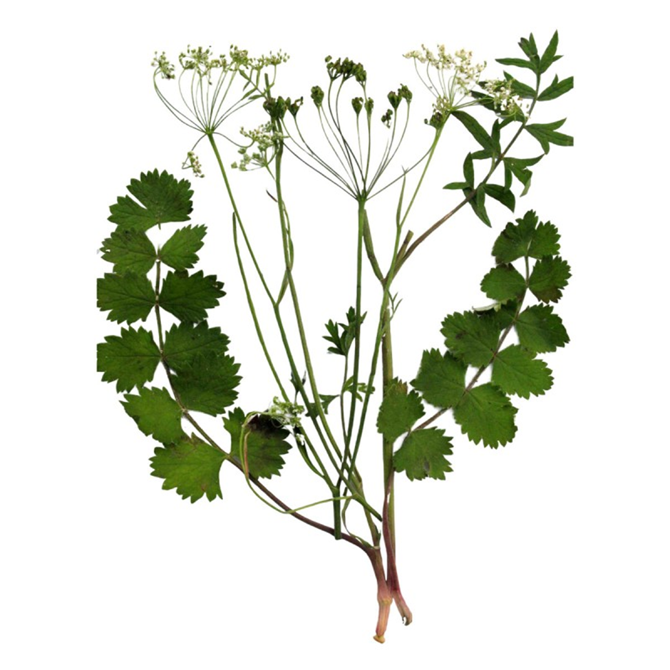 Бедренец камнеломка 