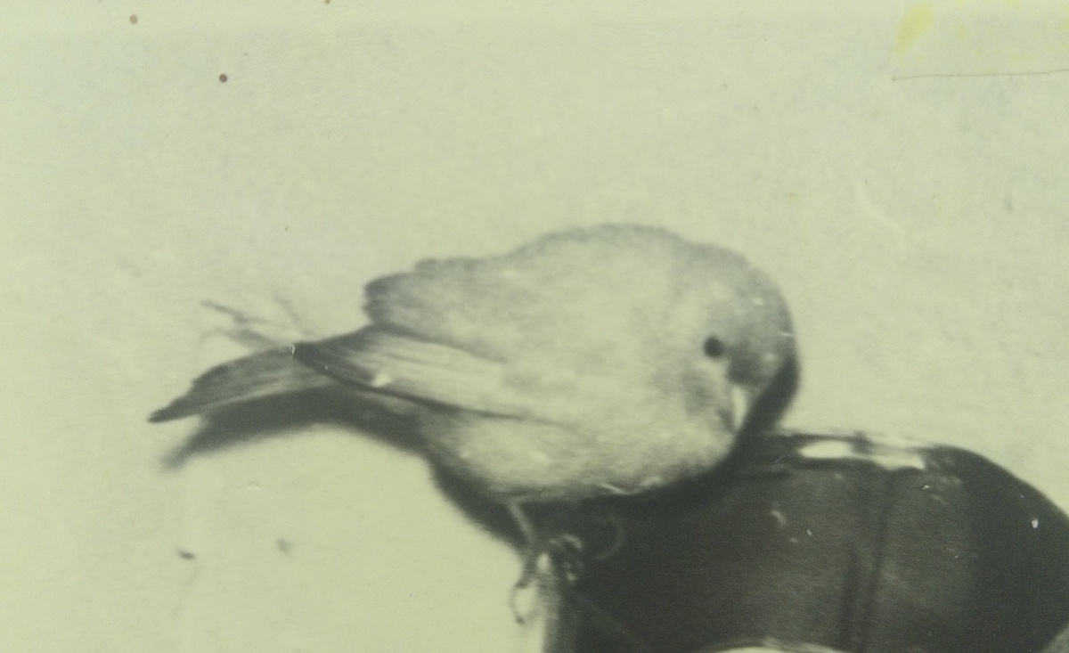 На фото: мой кенар Кешка