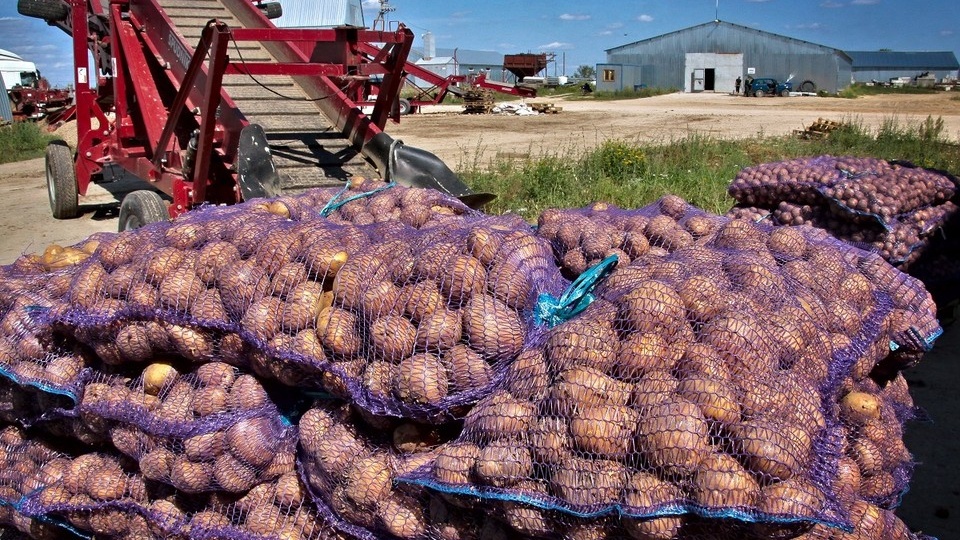 Урожай есть, а продать некому: О кризисе картофельного рынка в Ростовской области рассказал фермер