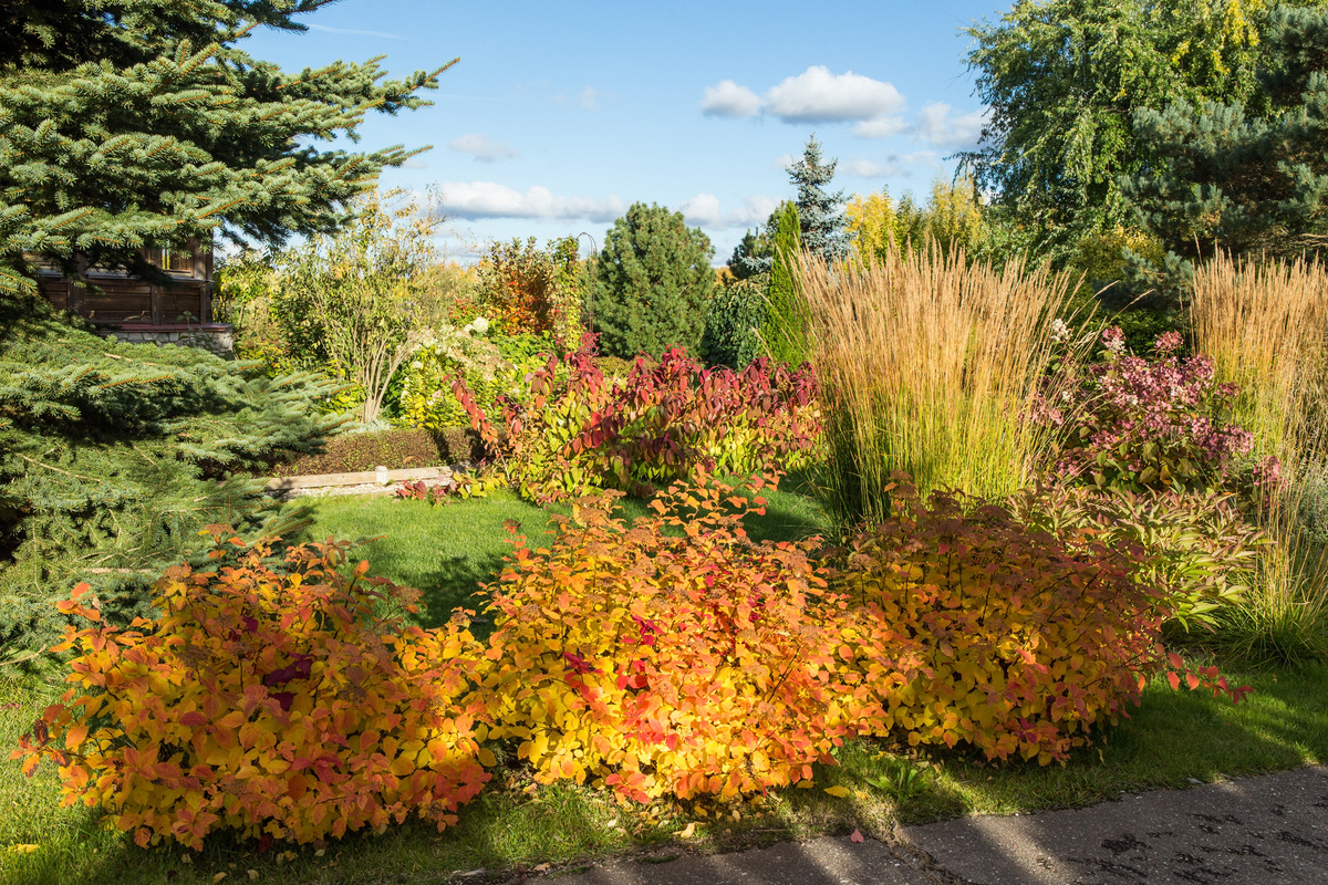 Питомник Савватеевых