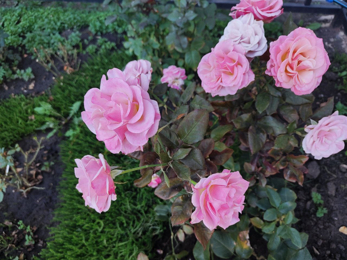 Фото автора.