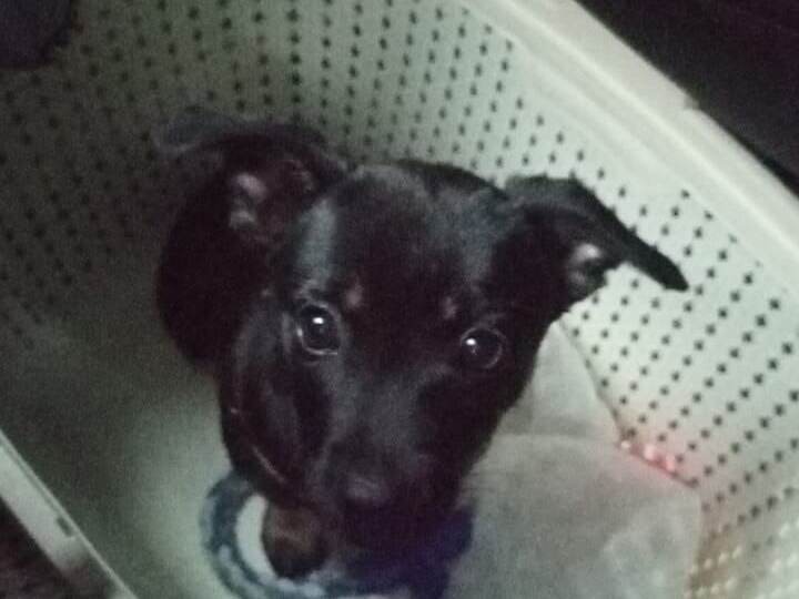 🚨Срочно ищет дом и семью вот эта очаровательная малышка