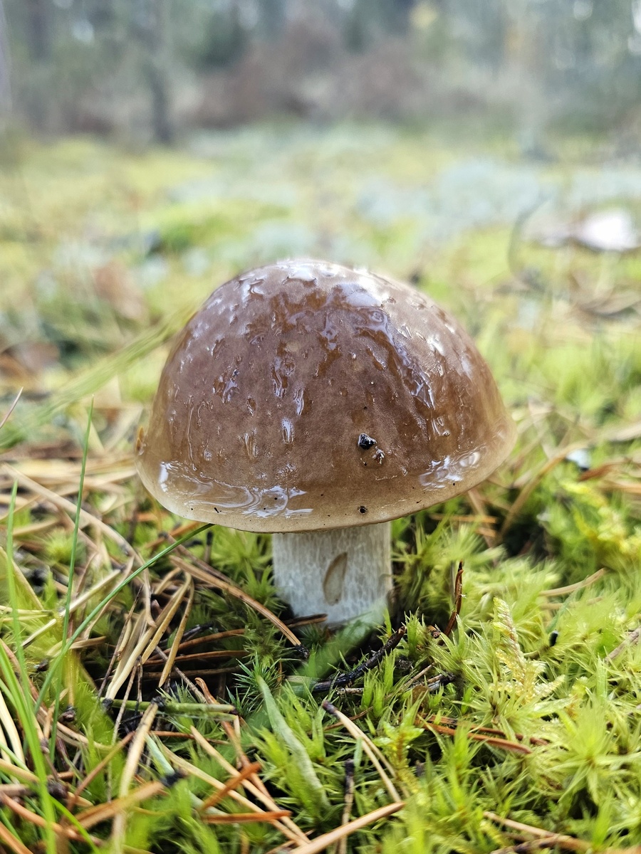 Фото Анюты Пшеницыной