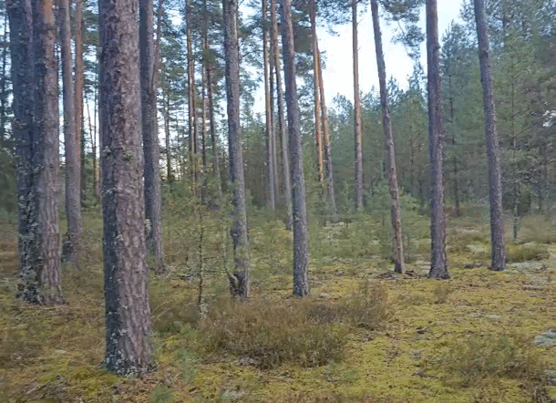 Видео Анюты Пшеницыной