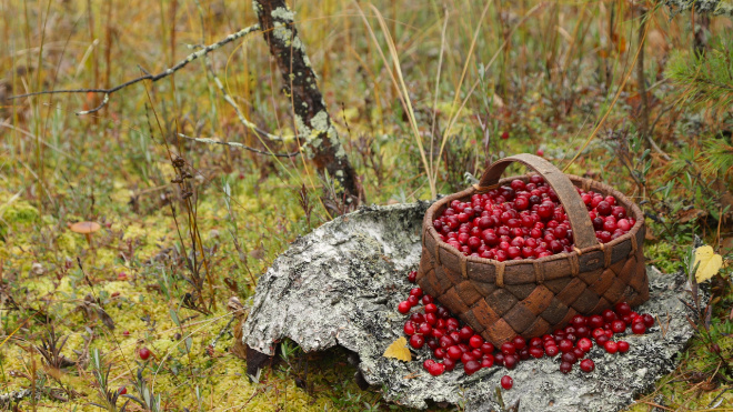 Фото: Святослав Лопаткин/"Грибы и Грибники СПб/ВКонтакте"