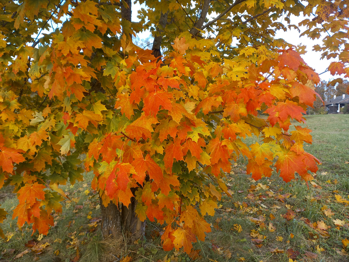 яркая осень. Здесь и далее - все фото автора.