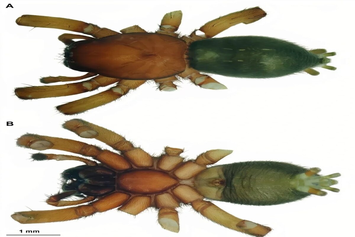    Фото: Pensoft Publishers