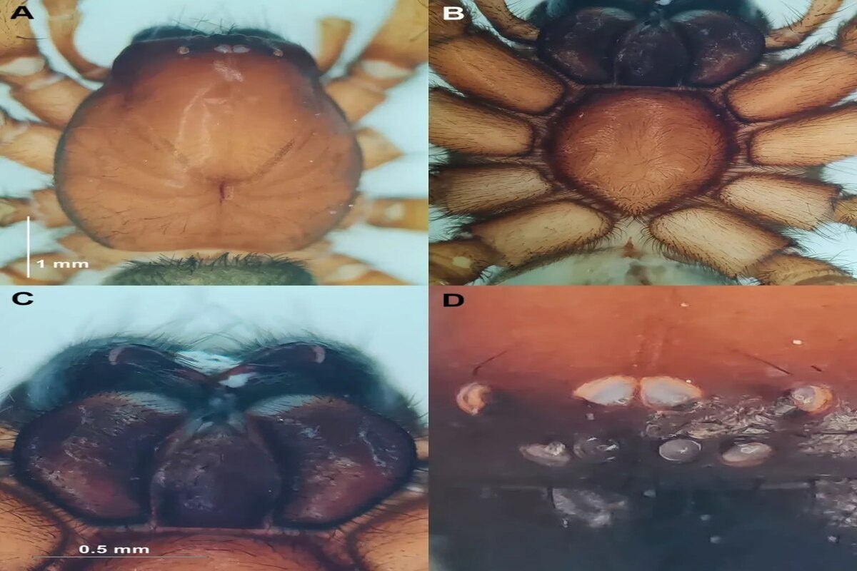    Фото: Pensoft Publishers