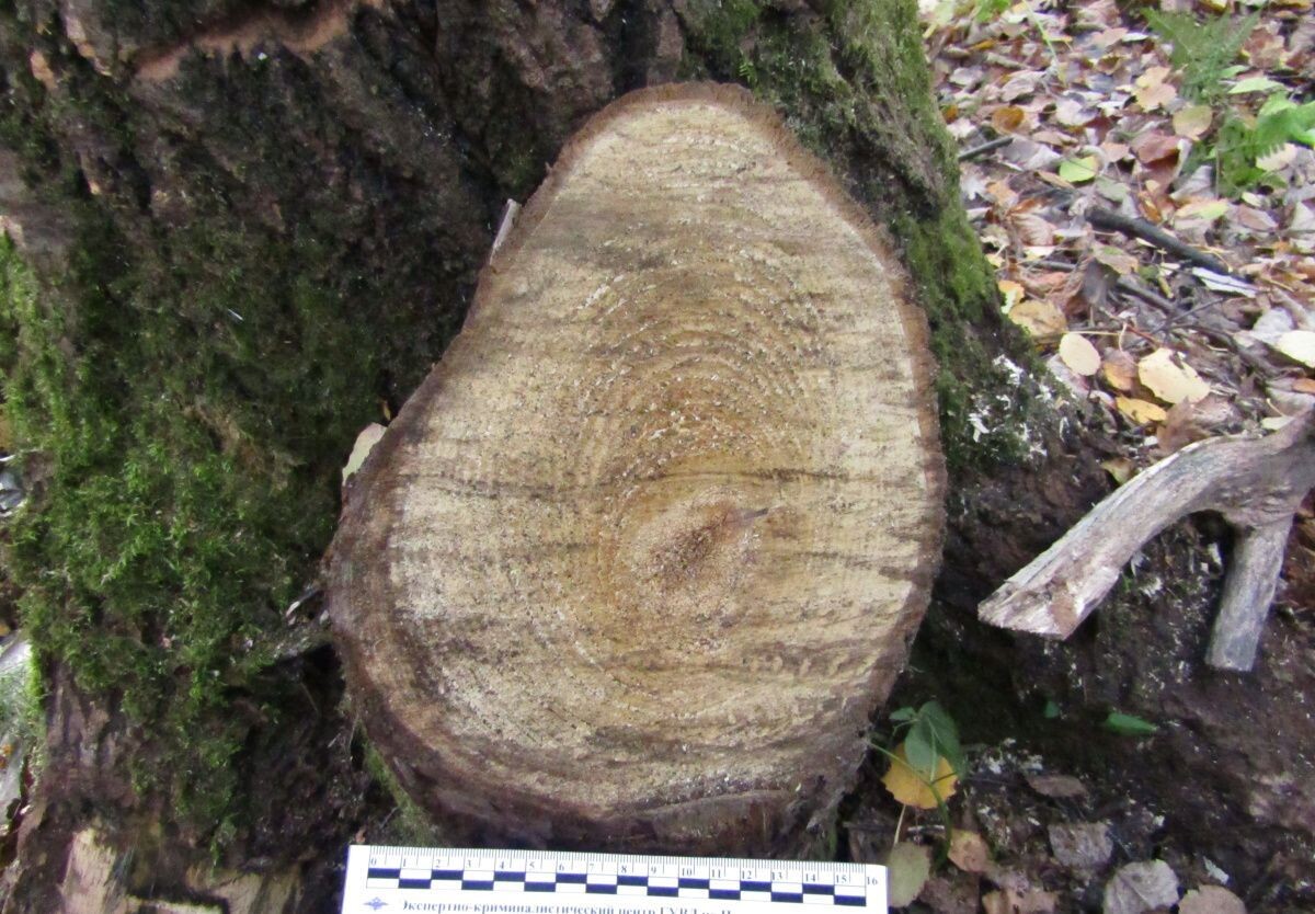     Фото с места нарушения. Источник: ОМВД по ЧГО Автор фото: Отдел МВД по ЧГО