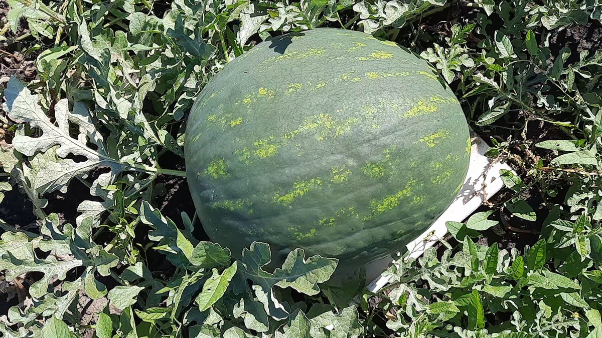 24 августа 2024 г. Вес арбуза - 8,2 кг