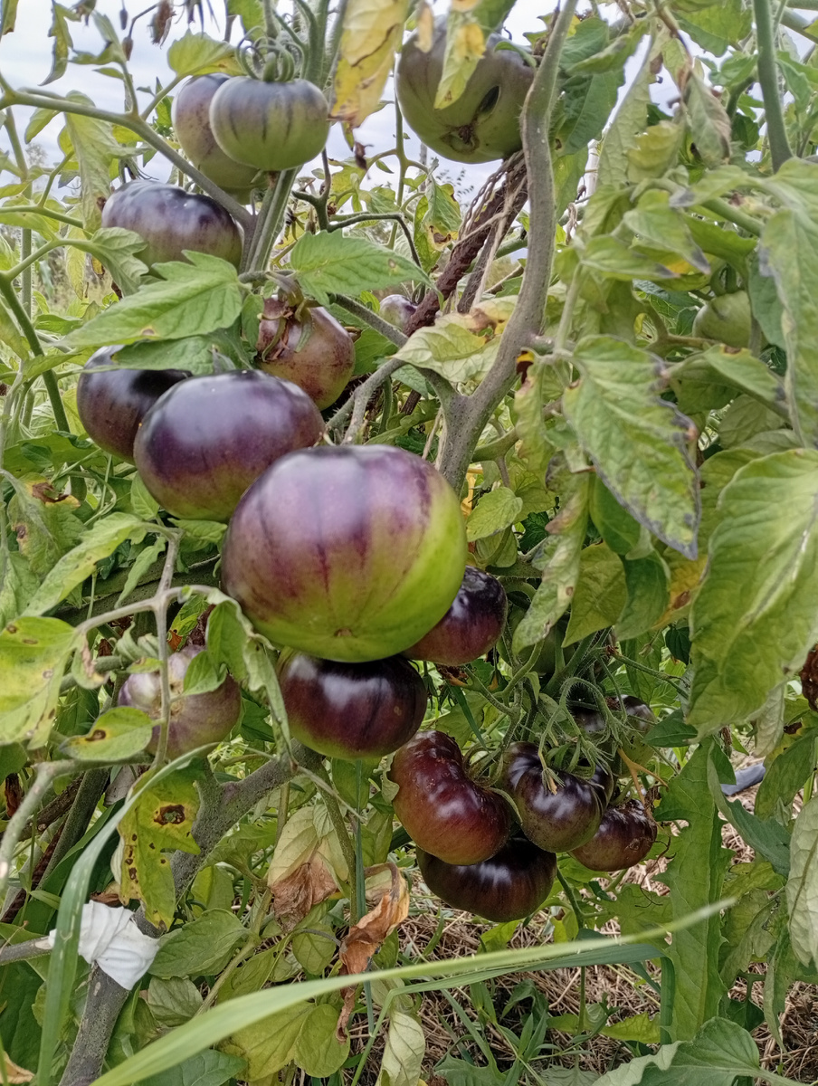 Куст осенью в конце сезона. Уже почти все сорвано. Фитофтора уже бушует вовсю, но этот томат подвержен ей меньше остальных.