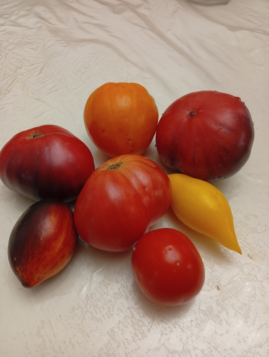 Сибирский тигр это который плоский с темными полосами. Яйцевидный с темными и оранжевыми полосками - гаргамель. Просто оранжевый - золотое сердце. Желтый - сокровище Акмора. В центре бычье сердце. А простой красный - дубрава.