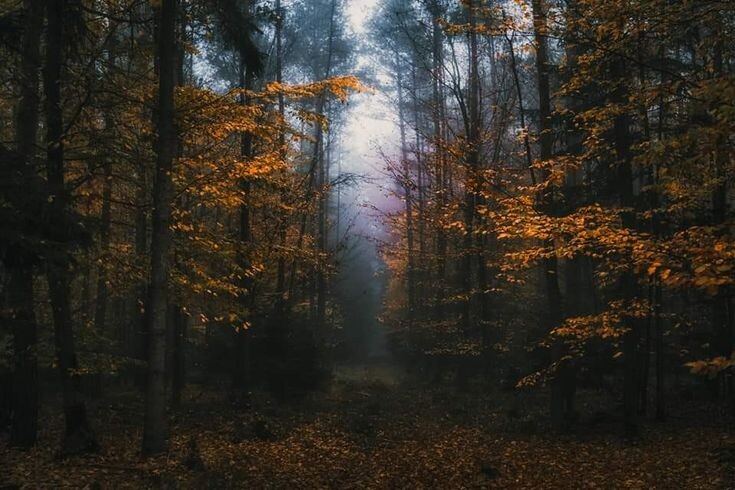 фото из интернета