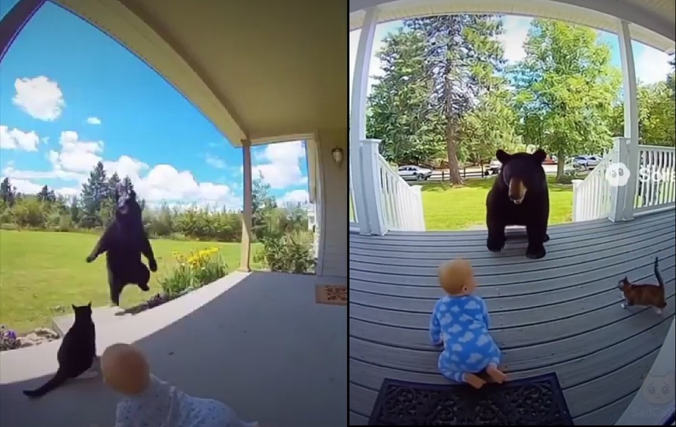    Видео, как кошки якобы спасают детей от медведей завирусились в сети. Но это не настоящие кадры - их сгенерировала нейросеть Кадр видео