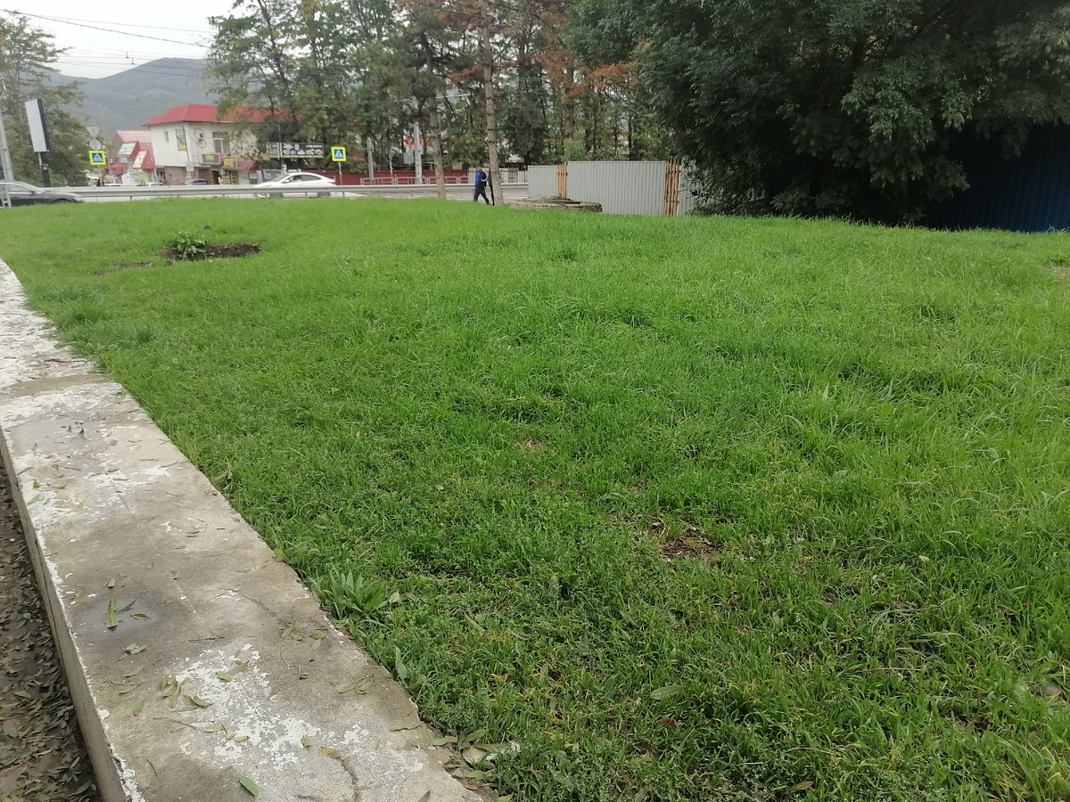 Шла сегодня в магазин и любовалась, какая зеленая и сочная стала трава. Летом была желтая, выжженная солнцем