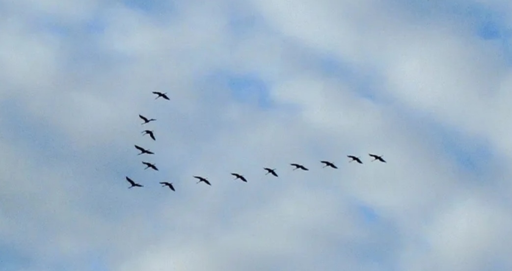 Картинка из свободного доступа интернета.