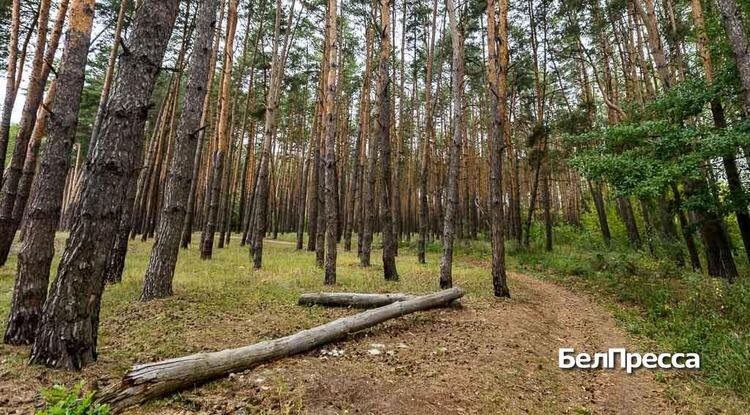 Фото: Алексей Дацковский (архив)