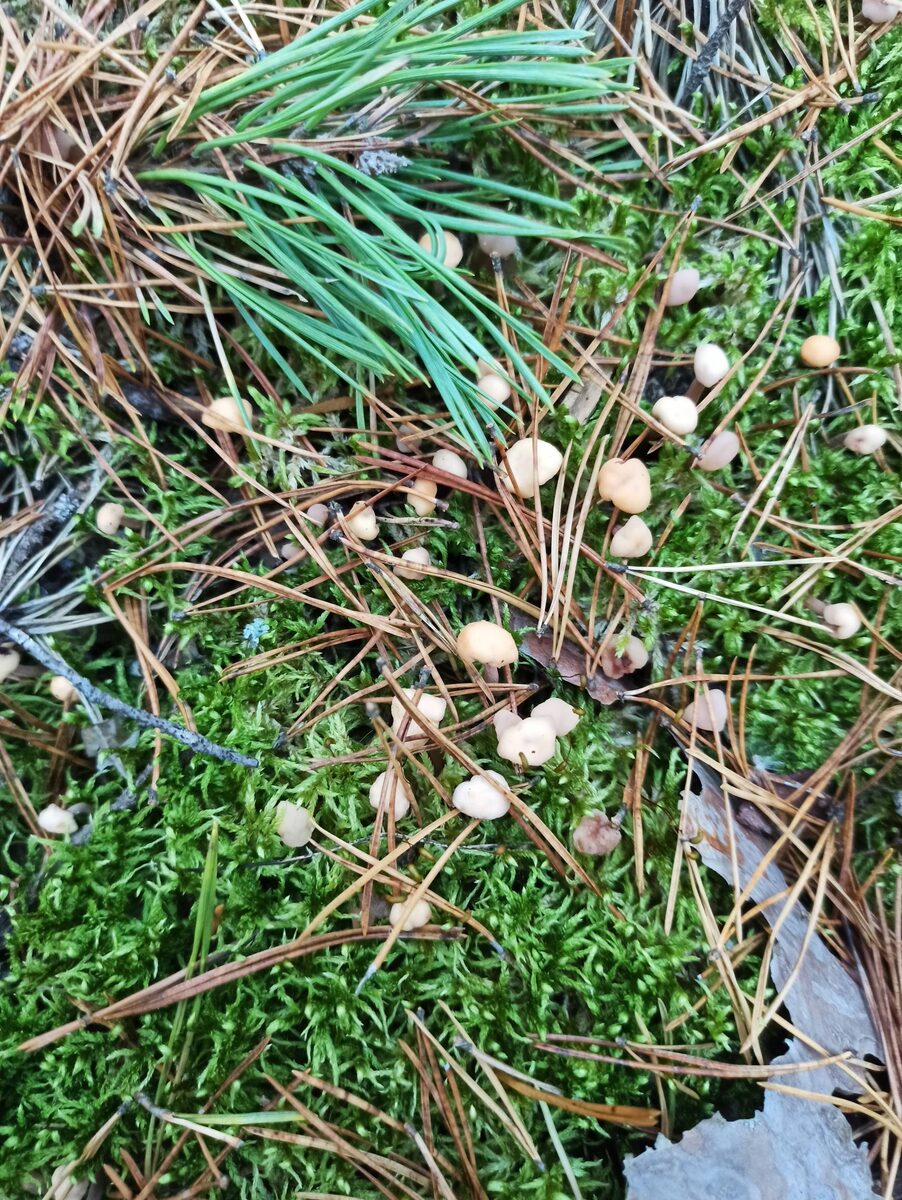 Кудонии закрученные