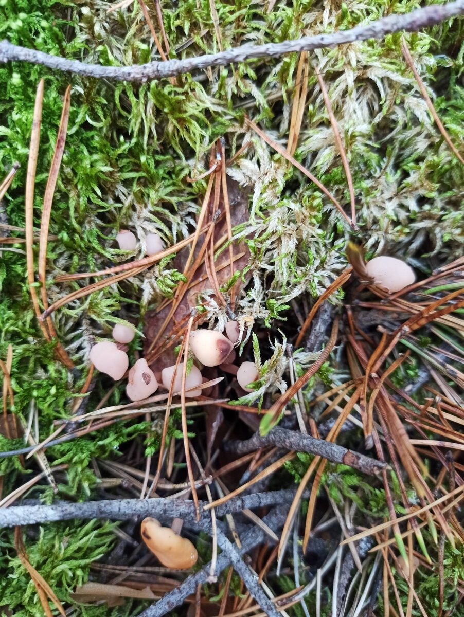 Кудонии закрученные