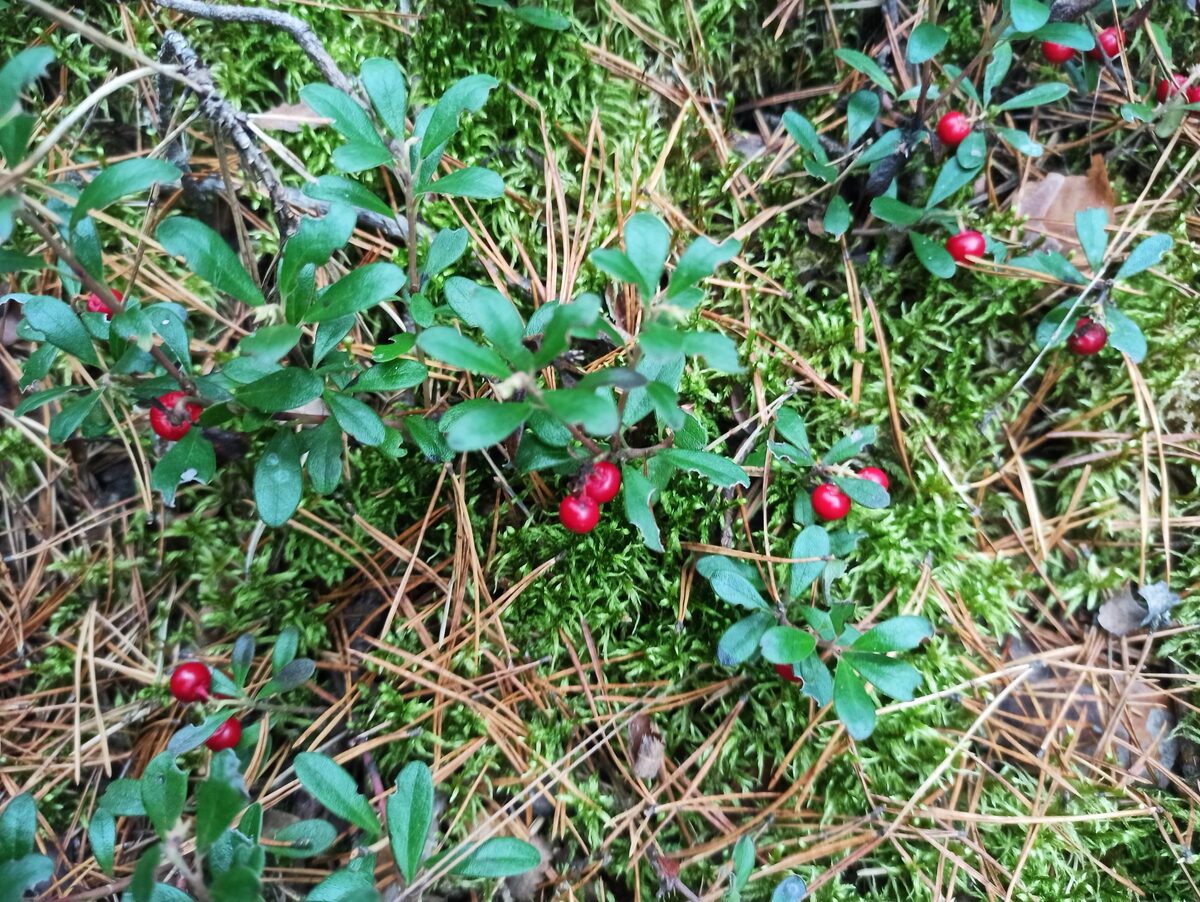 Толокнянка