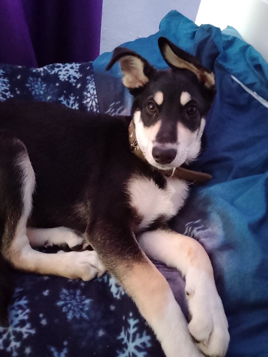 Тайсон  как барин растянулся на моей кровати