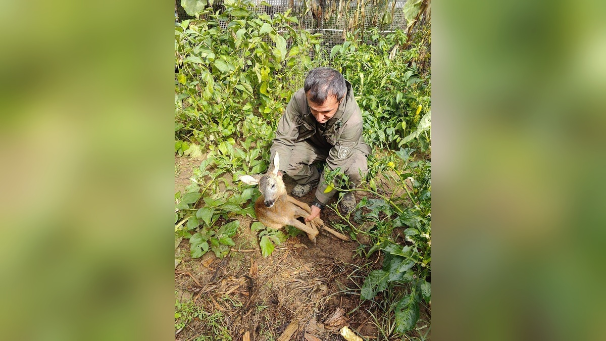    Фото пресс-службы Сочинского нацпарка