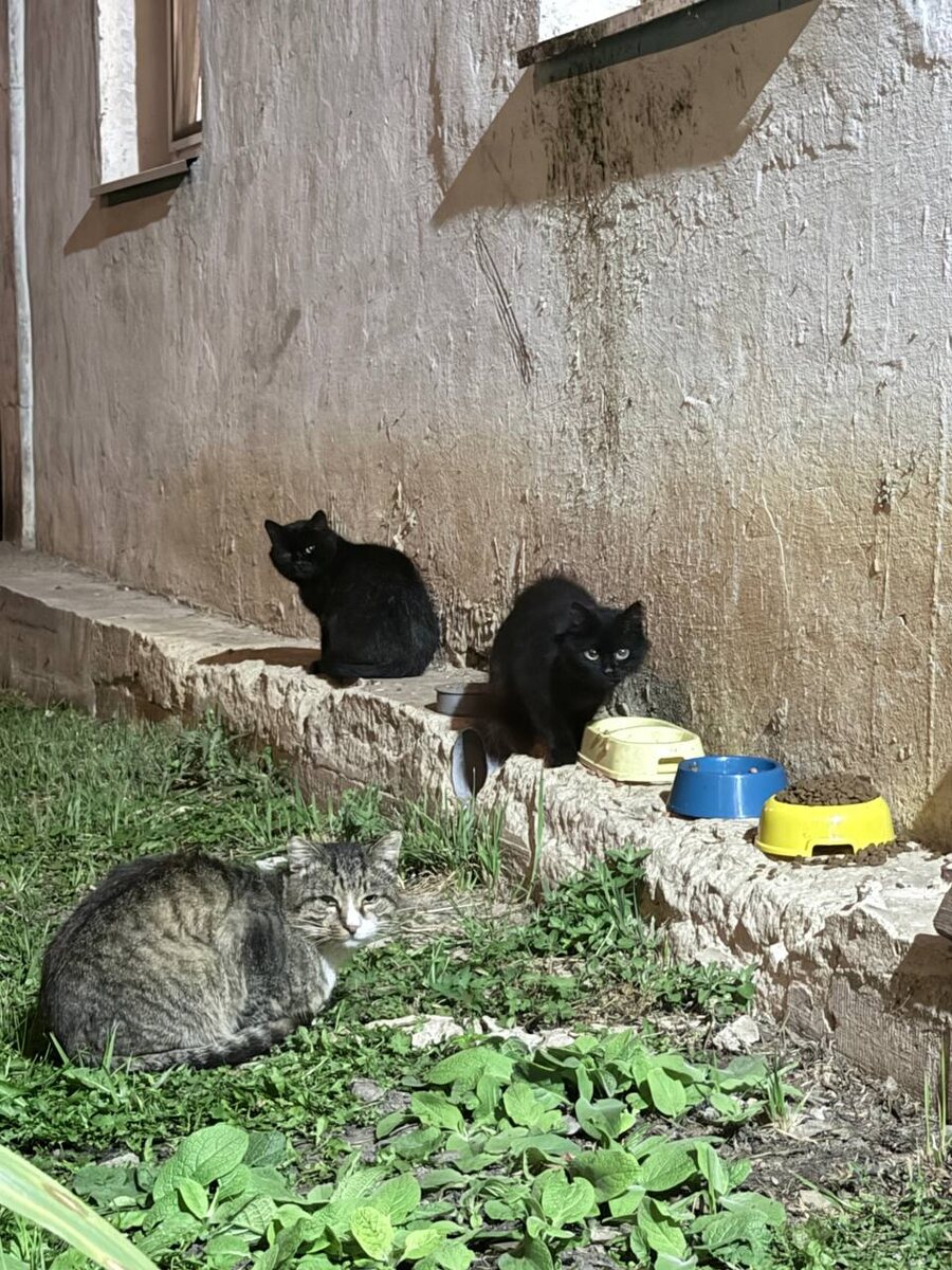 Взрослые котейки посмелее, чем малыши, поэтому позируют охотнее 