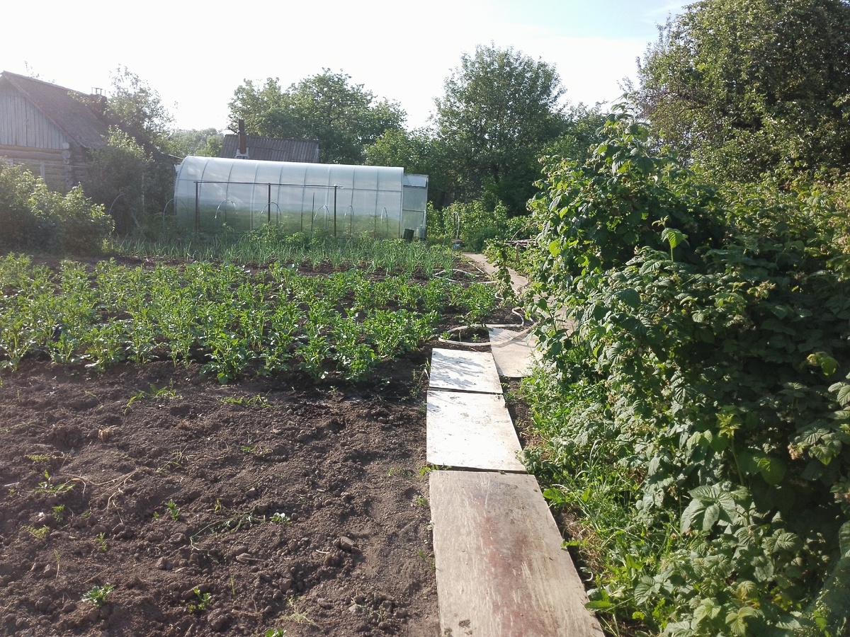    Нужно ли перекапывать огород осенью или это вредно: опытный садовод поставил точку