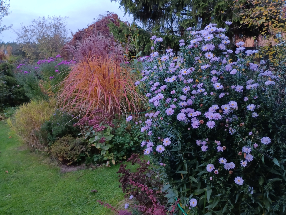 Мискантус китайский и астра многолетняя