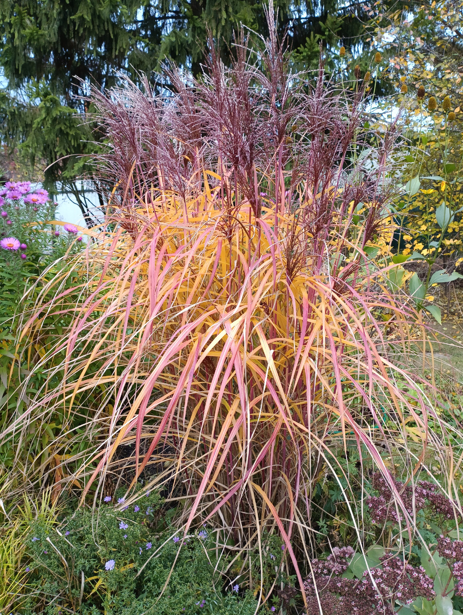 Мискантус китайский