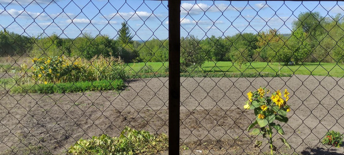 Мой огород из окна веранды в начале сентября. 